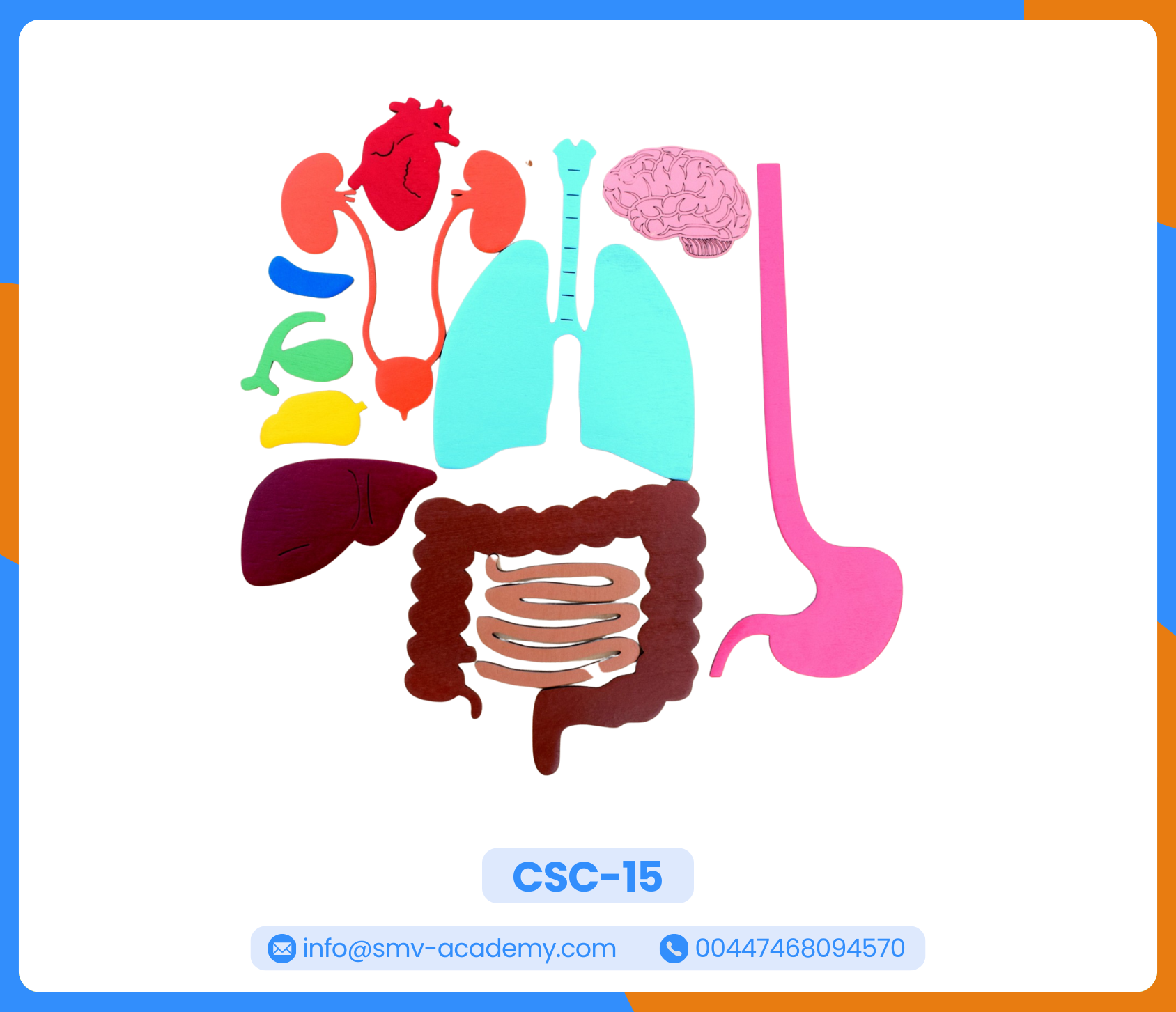 أعضاء جسم الانسان